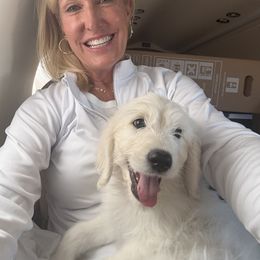 Goldendoodle, Golden Retriever, Poodle, and Shih Tzu Puppies from Platinum Paws Puppies