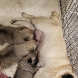 Pug Puppies from KNGZ Kennel