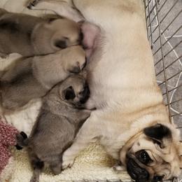 Pug Puppies from KNGZ Kennel