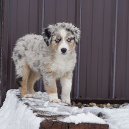 Australian Shepherd Puppies from Pole Canyon Australian Shepherds