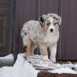 Australian Shepherd Puppies from Pole Canyon Australian Shepherds