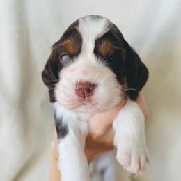 Bronco - Liver white and tan male English Springer Spaniel puppy in Casa Grande, Arizona from The Spaniel Garden