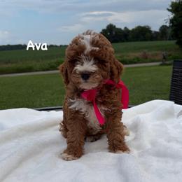 Ava - Red  female Goldendoodle puppy in Estesburg, Kentucky from Wet Goldendoodle Kisses
