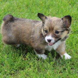 Samantha - Red female Pembroke Welsh Corgi puppy in North Manchester, Indiana from Covered Bridge Corgis