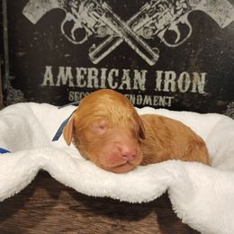Colt - Red  male Goldendoodle puppy in Tazewell, Tennessee from Legacy Bostons and Goldendoodles