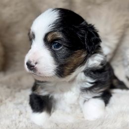 Miniature Australian Shepherds and Toy Australian Shepherds from Ramblin’ Rogue Toy and Mini Aussies
