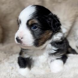 Miniature Australian Shepherds and Toy Australian Shepherds from Ramblin’ Rogue Toy and Mini Aussies