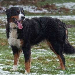 Bernese Mountain Dog puppies from Berner Dynasty