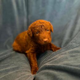 Female - Dark brown female Chesapeake Bay Retriever puppy in Riverview, Florida from Breezeswept Kennel