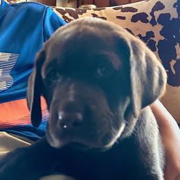 Cadbury (yellow collar) - Chocolate male Labrador Retriever puppy in Bandera, Texas from The Sugar & Spice Ranch Labrador Retrievers