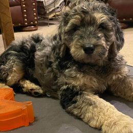 Goldendoodles from SlattonDoodles