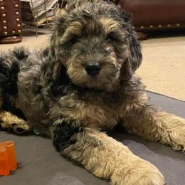 Goldendoodles from SlattonDoodles
