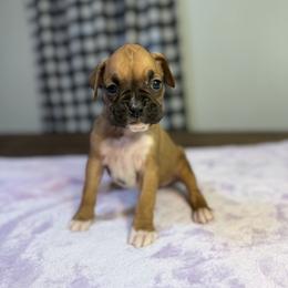 Girl 2 - Fawn female Boxer puppy in Prestonsburg, Kentucky from Bre’s Boxers