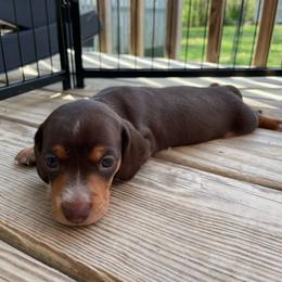 Girl 2 - Chocolate and tan female Dachshund puppy in Staley, North Carolina from Waite's Dachshunds