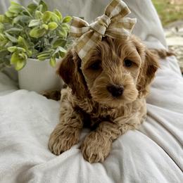 Ellie - Buff female Cockapoo puppy in Lucas, Ohio from Willow Lane Puppy