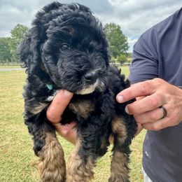 Edisto - Black phantom male Aussiedoodle puppy in Rock Hill, South Carolina from LolliPop Farms