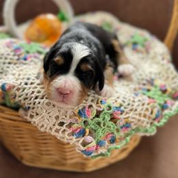 Lord Anthony - Tri-color male Bernedoodle puppy in Forsyth, Illinois from Birdies Mini Bernedoodles