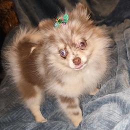 Hunnibunnies princess - Chocolate merle female Pomeranian puppy in Cleveland, Ohio from Hunnibunnies