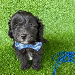 Freedom  ESA lines gorgeous coat - Black male Schnoodle puppy in Temple, Texas from Schnauzers Of Taylor
