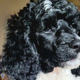 Hulk-- Boy 1 - Parti Poodle puppy in Kronenwetter, Wisconsin from Amanda's Poodles