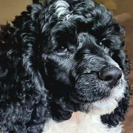 Hulk-- Boy 1 - Parti Poodle puppy in Kronenwetter, Wisconsin from Amanda's Poodles