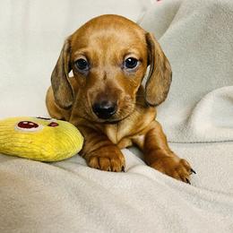 Dachshund Puppies from Mahzian Miniature Dachshunds