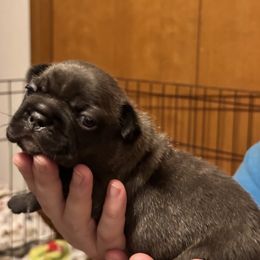 Boy 2 - French Bulldog puppy in Newport, Oregon from Blue Coast Bulldogs