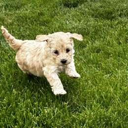 Australian Labradoodle Puppies from Tiny Treasures Australian Labradoodles
