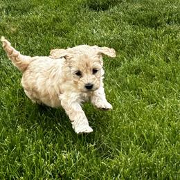 Australian Labradoodle Puppies from Tiny Treasures Australian Labradoodles