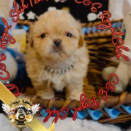Chihuahua and Shih Tzu Puppies from C&E Royal Shih Tzu