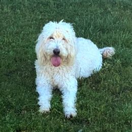 Gracie - Goldendoodle
