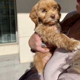 Australian Labradoodle Puppies from Cedar Creek Labradoodles
