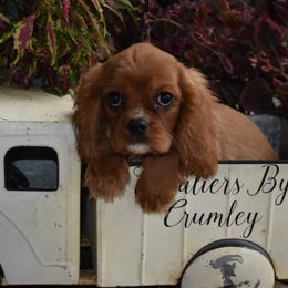 Burke - Ruby male Cavalier King Charles Spaniel puppy in Lula, Georgia from Cavaliers by Crumley