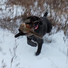 German Wirehaired Pointer Puppies from Backwoods Kennels