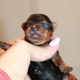 Yorkshire Terrier Puppies from Essence of Grace Yorkies