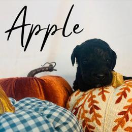 Apple - Black female Goldendoodle puppy in Cedartown, Georgia from Loyal Doodles