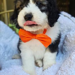 Orange - Black tri-color male Aussiedoodle puppy in Georgetown, California from Foothill Aussies
