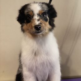 Girl 1 - Blue merle Miniature American Shepherd puppy in New Mexico from Von Südwest German Shepherds and Mini American Shepherds
