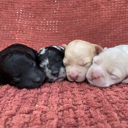 Cockapoo puppies from Our Father’s Doodles