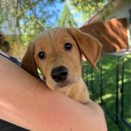 Benedict - Yellow male Labrador Retriever puppy in Great Falls, Montana from Yogo Point Kennels