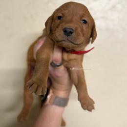 Red - Yellow male Labrador Retriever puppy in Gillete, Wyoming from Red Prairie Retrievers