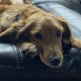 Paisley - Golden Retriever