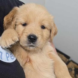 Rowan - Golden male Golden Retriever puppy in Marietta, Oklahoma from Dogs of Diamond B