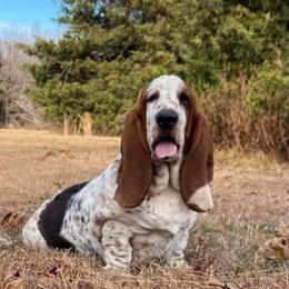 June bug - Basset Hound