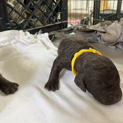 Boykin Spaniel Puppies from Sunstar Kennel