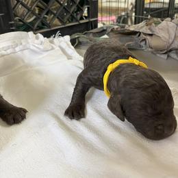 Boykin Spaniel Puppies from Sunstar Kennel