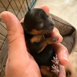 Blossom - Blue and gold female Yorkshire Terrier puppy in Phoenix, Arizona from De La Cruz Yorkies
