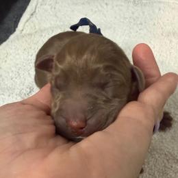 Otter in Blue - Chocolate male Labrador Retriever puppy in Elloree, South Carolina from Moonlight Kennels LLC
