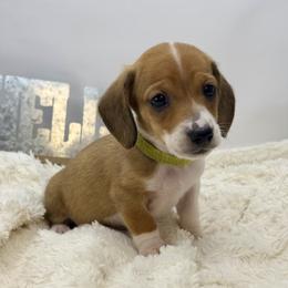 Lon - Piebald male Dachshund puppy in Rio Linda, California from Destiny's Mini Doxies