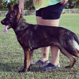 German Shepherd Puppies from Key Star German Shepherds